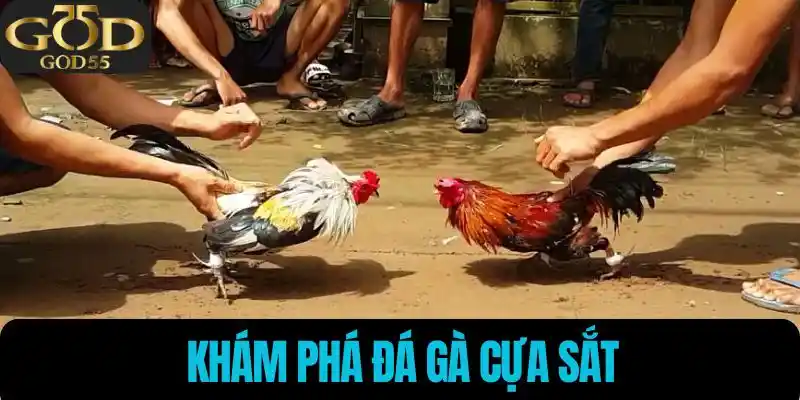 Khám phá đá gà cựa sắt