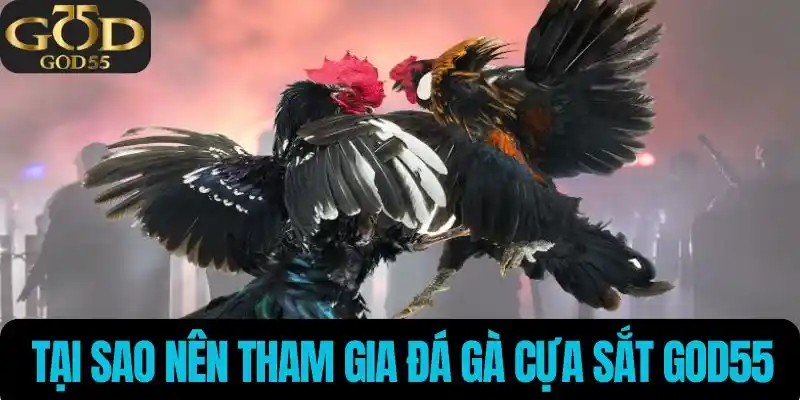 Tại sao nên tham gia đá gà tại God55