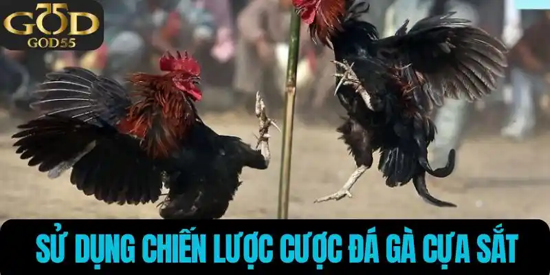 Sử dụng chiến lược trong đá gà 