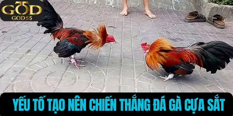 Đá gà cựa sắt