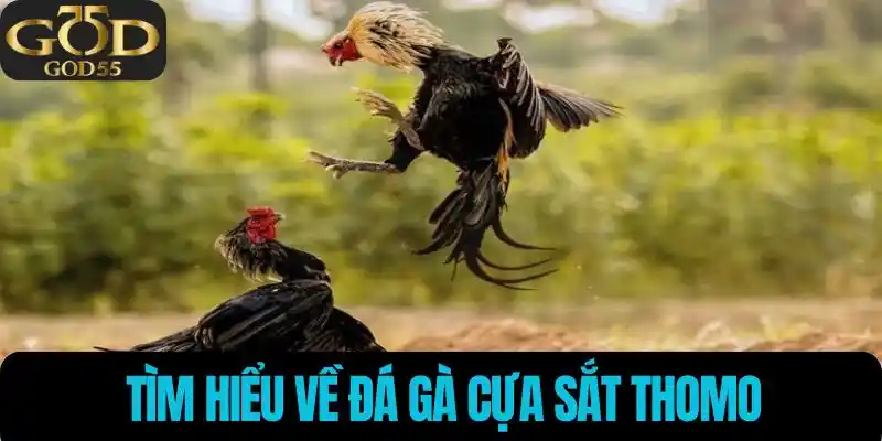 Đôi nét về đá gà cựa sắt thomo