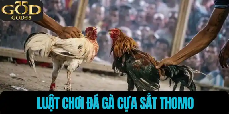 Luật chơi đá gà cần biết