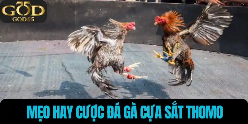 Mẹo hay cược đá gà thắng lớn