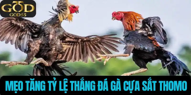 Đá gà cựa sắt thomo