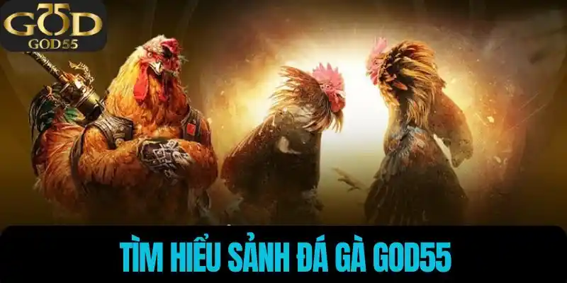 Tìm hiểu sảnh Đá Gà God55
