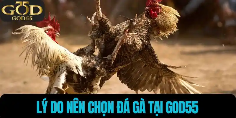 Lý do nên chọn đá gà tại God55