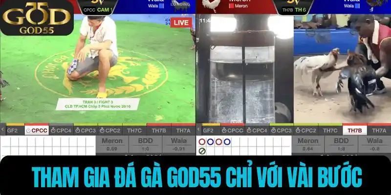 Tham gia đá gà chỉ với vài bước