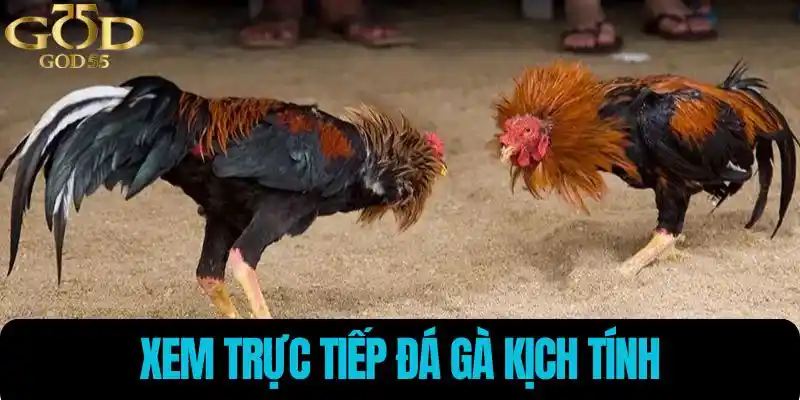 Xem trực tiếp đá gà kịch tính