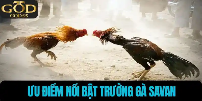 Ưu điểm nổi bật của trường đấu gà