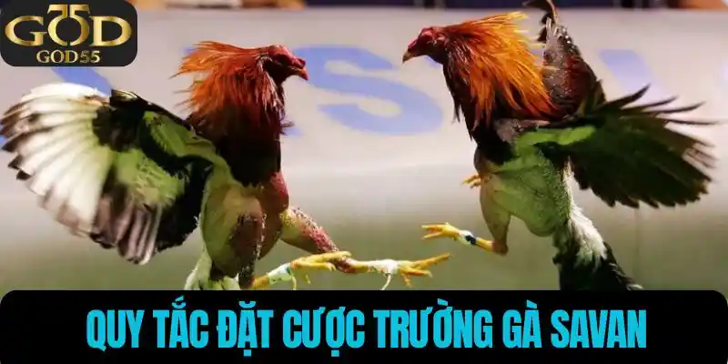 Quy tắc tham gia đặt cược đá gà